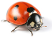 Web Design Staffordshire - Ladybird