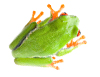 Web Design Staffordshire: Frog